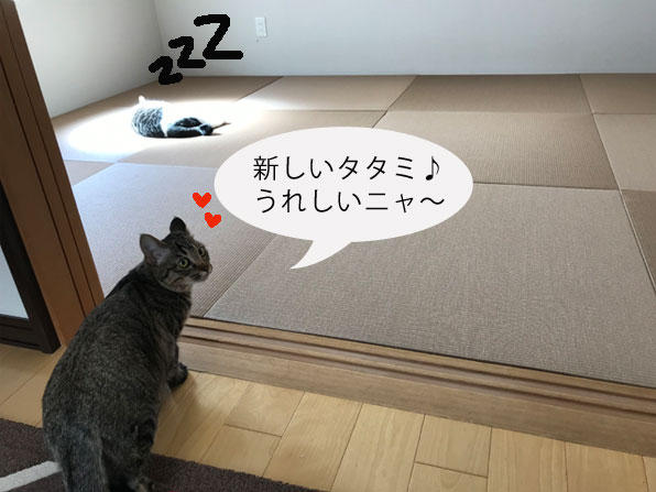 たたみと猫