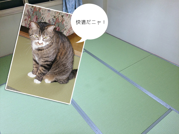 目積畳で猫ちゃん対策 札幌市手稲区 すけみつ畳ナビ